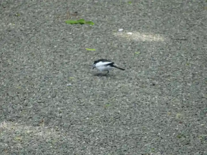 弥生神社の動物