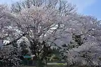 櫻井神社(新潟県)