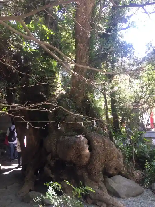 來宮神社の自然