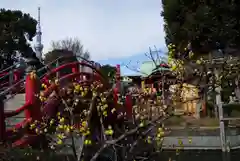 亀戸天神社の自然