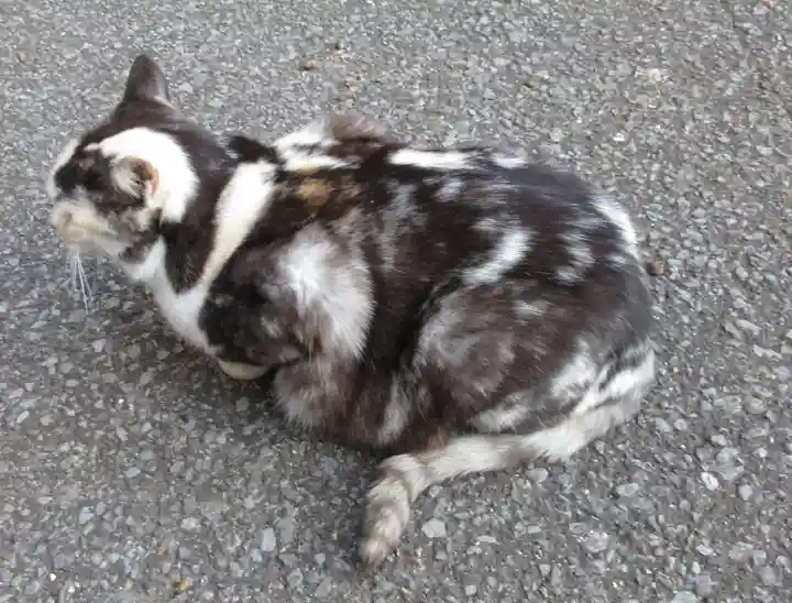 唐澤山神社の動物