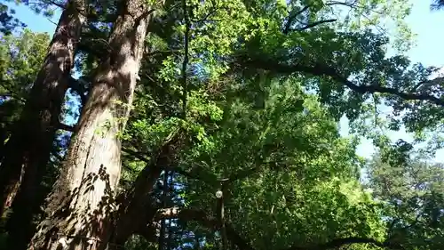 日光二荒山神社の自然