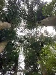 箱根神社の自然