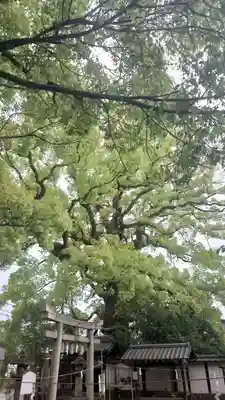 新熊野神社(京都府)