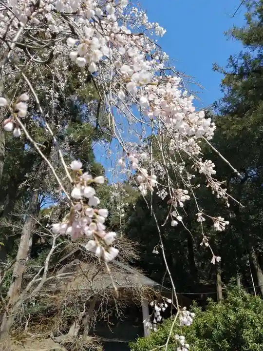 間々田八幡宮の自然