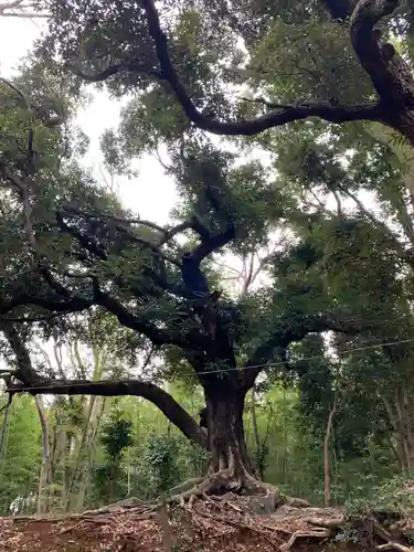 天照大神の自然