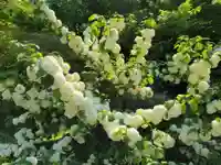 粟鹿神社の自然