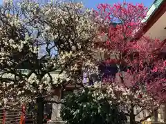 日枝神社の自然