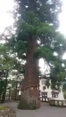 飛騨一宮水無神社(岐阜県)