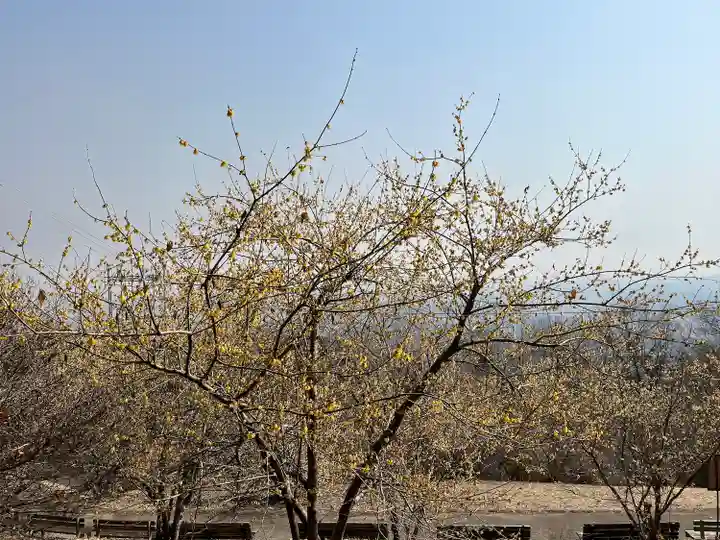 羽黒山神社の自然