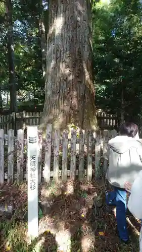 天鷹神社の自然