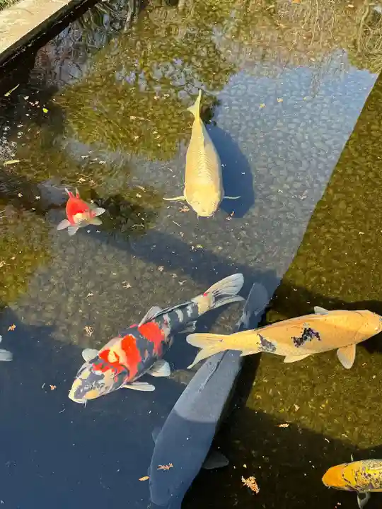 護国寺(東京都)