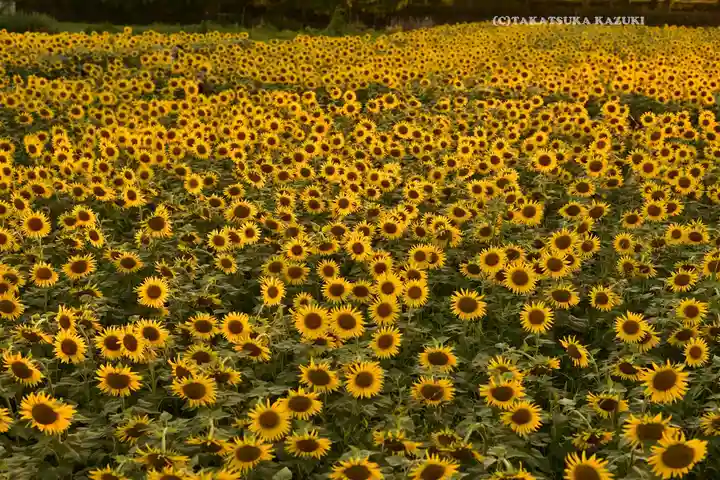 座間神社(神奈川県)