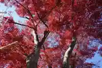 開成山大神宮の自然