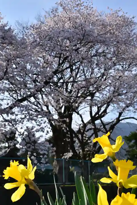 櫻井神社(新潟県)