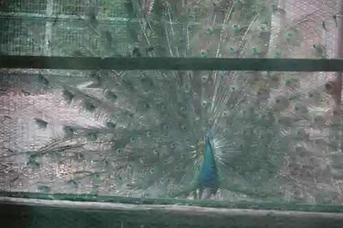 園城寺（三井寺）の動物