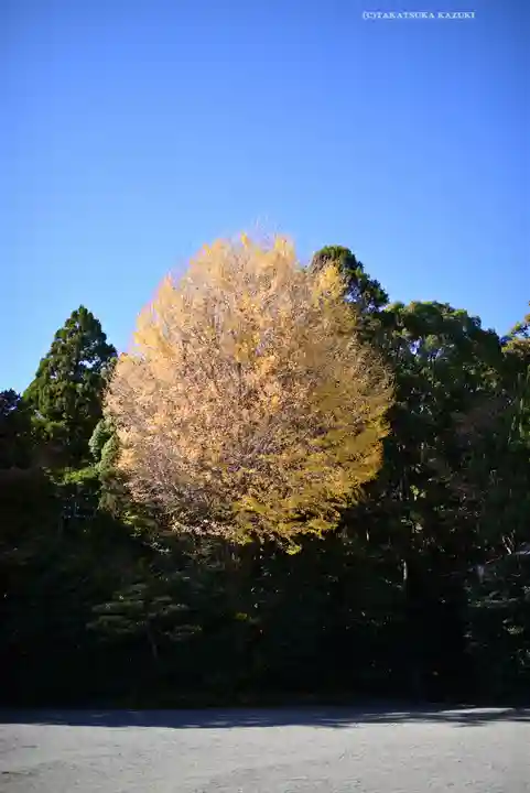 鶴岡八幡宮の自然