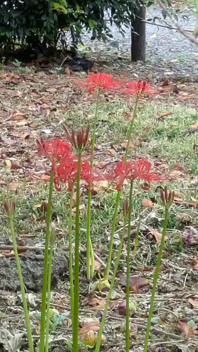 平野神社(京都府)