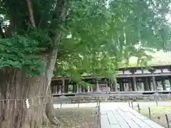 新宮熊野神社の自然