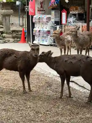 春日大社(奈良県)