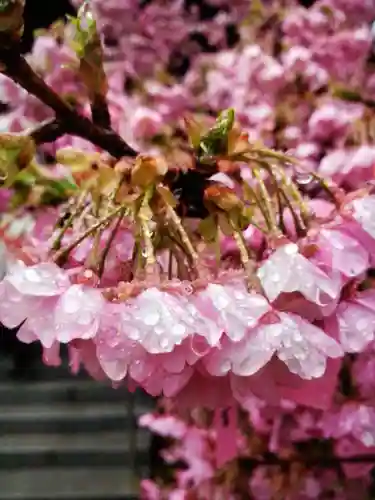 桜神宮(東京都)