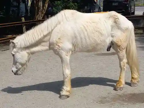 丹生川上神社（下社）(奈良県)