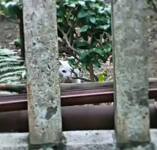 三輪神社の動物