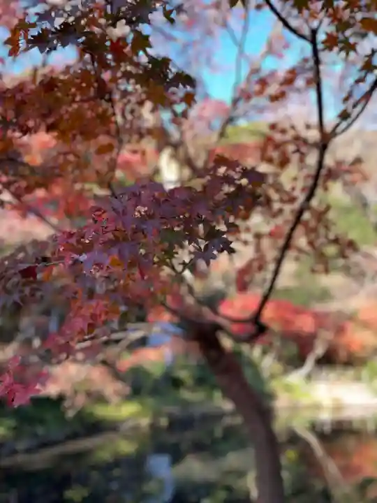 鶴岡八幡宮の自然