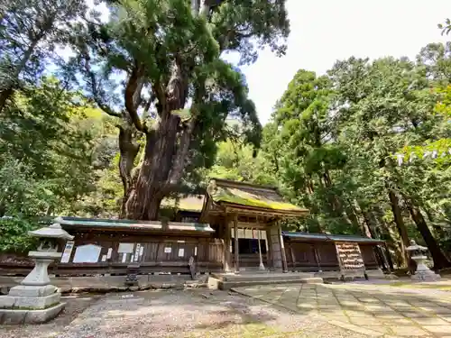 若狭姫神社（若狭彦神社下社）の本殿