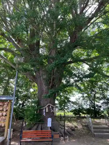 白子神社(千葉県)