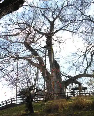 高瀬観音堂の自然