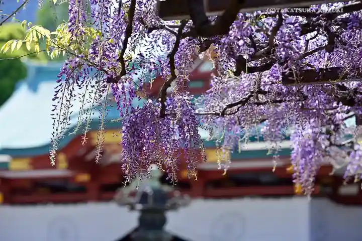 日枝神社の自然