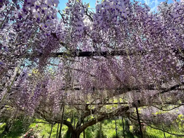天台宗 五大山 白毫寺(兵庫県)