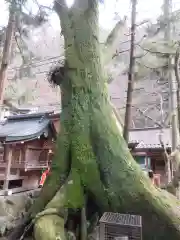 貴船神社の自然