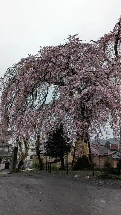 梅岩寺(東京都)