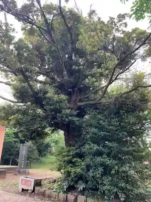 諏訪神社(千葉県)