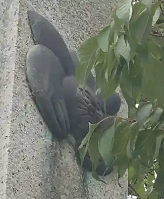 三尾神社(滋賀県)
