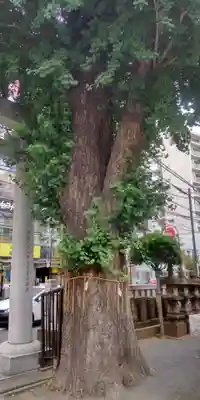 柏神社(千葉県)