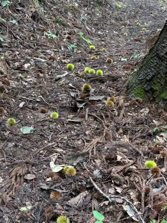 東堂山 満福寺(昭和羅漢)の自然