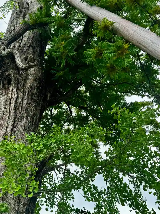 東寺(教王護国寺)(京都府)