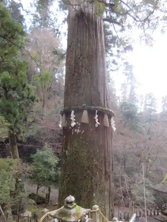 由岐神社の自然