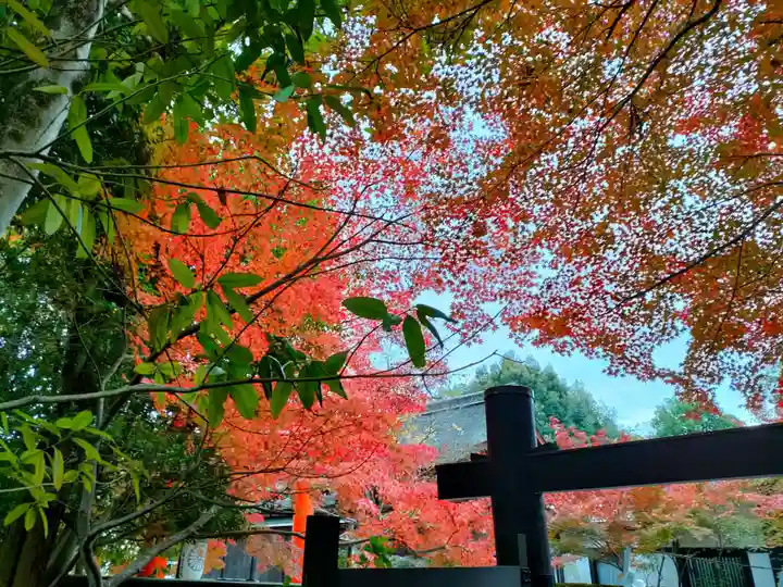 賀茂御祖神社(下鴨神社)(京都府)