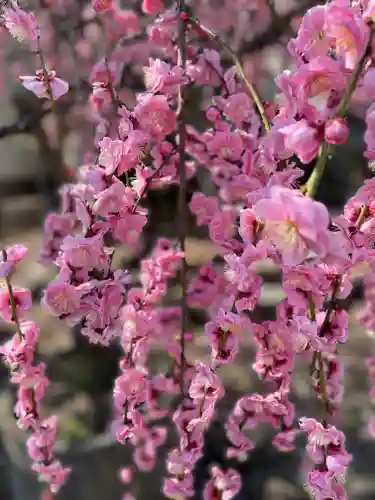 和泉國一之宮　大鳥大社(大阪府)