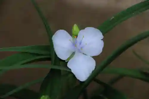 御嶽山神社の自然