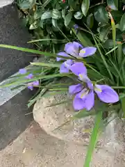 尼崎えびす神社の自然