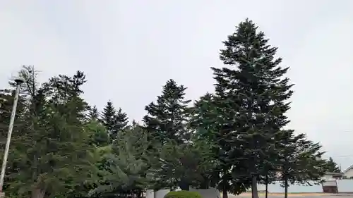 鹿追神社の自然