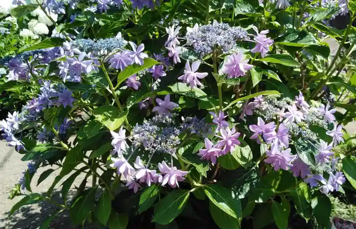 日吉八王子神社の自然
