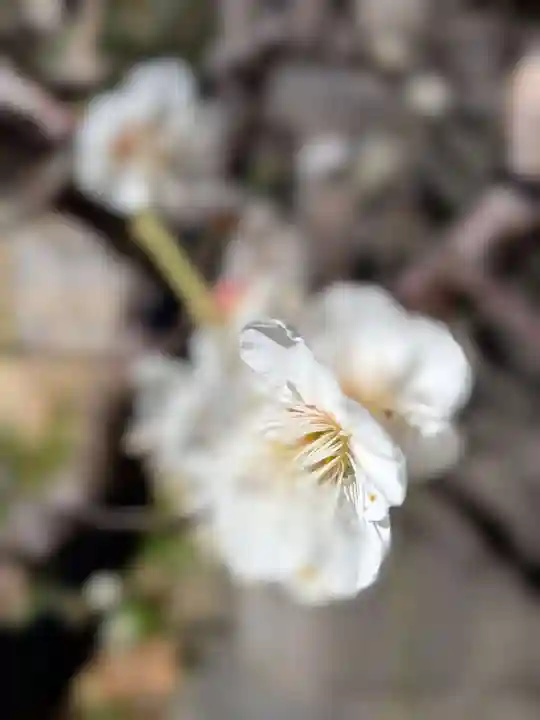 成子天神社(東京都)