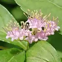 伊豆山神社 里宮の自然