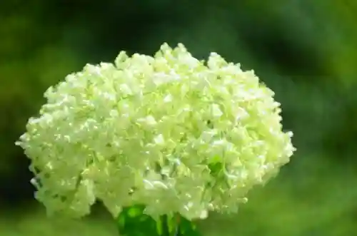 三室戸寺(京都府)